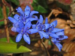 Liliaceae - Hyacinthoides italic-001.jpg
