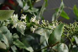 Lomatia ilicifolia leaves and flowers.jpg