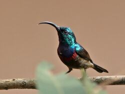 Loten'sSunbird(M).jpg