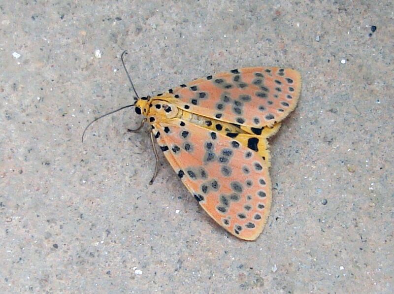File:Madagaskar Schmetterling01052011.JPG