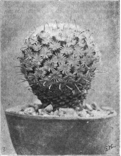 Mammillaria stella-de-tacubaya (Heese, 1904, fig. 33).jpg