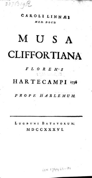 File:Musa Cliffortiana 1736.jpg