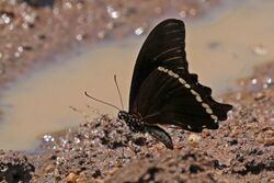 Narrow blue-banded swallowtail (Papilio nireus lyaeus) underside.jpg