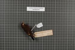 Naturalis Biodiversity Center - RMNH.AVES.161095 1 - Lonchura tristissima tristissima (Wallace, 1865) - Estrildidae - bird skin specimen.jpeg