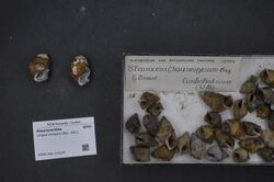 Naturalis Biodiversity Center - RMNH.MOL.175273 - Lithasia armigera (Say, 1821) - Pleuroceridae - Mollusc shell.jpeg