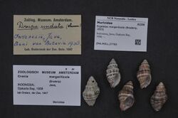 Naturalis Biodiversity Center - ZMA.MOLL.27783 - Ergalatax margariticola (Broderip, 1833) - Muricidae - Mollusc shell.jpeg