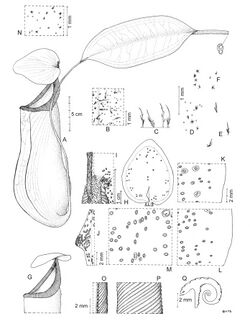 Nepenthes extincta botanical illustration.jpg