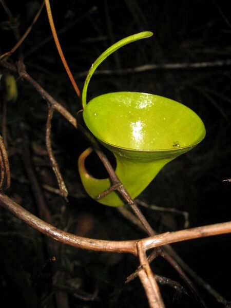 File:Nepenthes inermis4.jpg