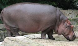 Nijlpaard.jpg