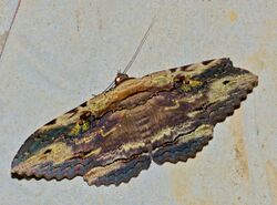 Noctuid Moth (Anisoneura aluco) (8724681258).jpg