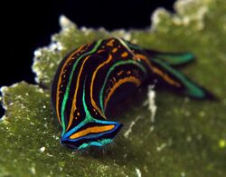 Nudibranch - Chelinodura hirundinina 17 good 3.jpg