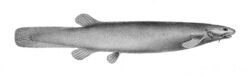 Ochmacanthus reinhardtii.jpg