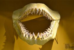 Otodus obliquus, reconstrucció de la mandíbula amb dents originals, museu paleontològic, Elx.jpg