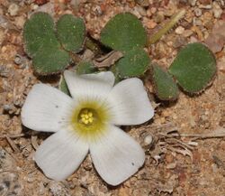 Oxalis pulchella pulchella 43528096.jpg