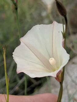 Paiute False Bindweed Calystegia longipes.jpg