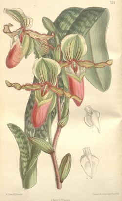Paphiopedilum victoria-mariae.jpg