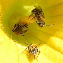 Peponapis pruinosa - Pruinose Squash Bee 01.jpg
