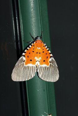 Peridrome orbicularis, female (Noctuidae Aganainae).jpg