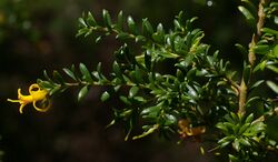 Persoonia terminalis ssp terminalis, Australian National Botanic Garden, Canberra, ACT, 04-02-12 (6805661222).jpg