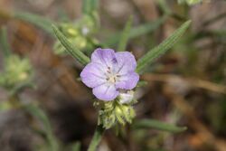 Phacelia linearis 9749.JPG