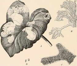Illustration of "Phyllosiphon arisari": A, leaf of "Arisarum vulgare" showing the infection ; B, algal branches in the petiole ; C, part of algal thallus with aplanospores ; D, aplanospores