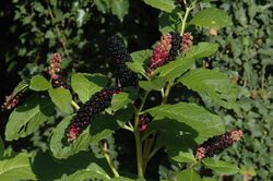 Phytolacca acinosa.JPG