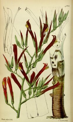 Pitcairnia paniculata (as P. longifolia) - Curtis' 80 (Ser. 3 no. 10) pl. 4775 (1854).jpg