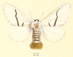 Pl.2-22-Gazalina transversa (Moore, 1859).JPG
