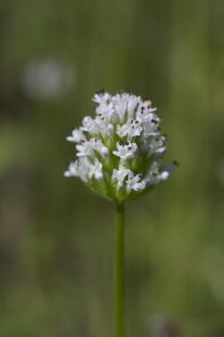 Plectritis macrocera.jpg