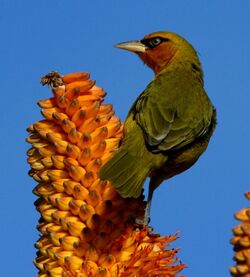 Ploceus ocularis -Umhlanga, KwaZulu-Natal, South Africa-8 (1).jpg