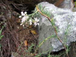 Polygonella americana.jpg