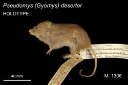 Taxidermied desert mouse with attached labels