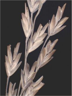 Puccinellia fasciculata inflorescence (07)a.jpg
