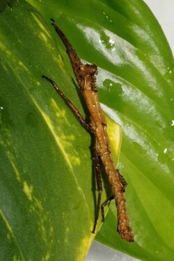 Pylaemenes sepilokensis sepilokensis, male.jpg