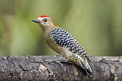 Red-crowned woodpecker (Melanerpes rubricapillus rubricapillus) male Las Tangaras.jpg