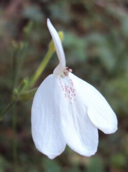 Rhinacanthus nasutus 01.JPG