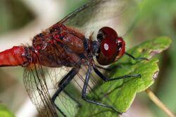 Ruddy darter dragonfly (Sympetrum sanguineum) adult male head.jpg