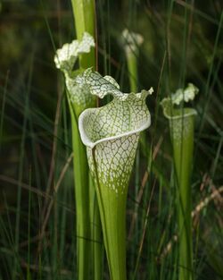 Sarracenia leucophylla at the Brooklyn Botanic Garden (81396)b.jpg