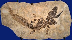 Sclerocephalus haeuseri, original fossil.jpg