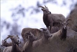 Sierra Nevada bighorn sheep herd.jpg