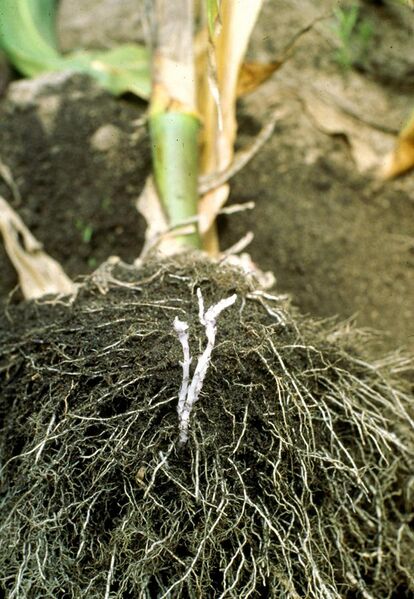 File:Striga root connections.jpg
