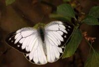 Striped Albatross ( ধুলকাপাস).JPG