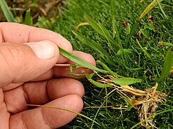 Symphyotrichum glabrifolium 122815253.jpg