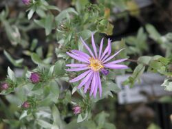 Symphyotrichum sericeum (15354337036).jpg