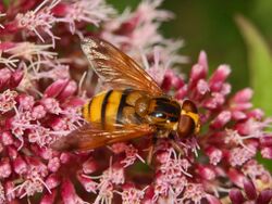 Syrphidae - Volucella inanis-1.JPG