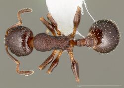 Temnothorax gallae casent0005684 dorsal 1.jpg