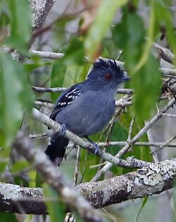 Thamnophilus stictocephalus - Natterer's slaty-antshrike (male).jpg