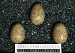 Three greenish eggs