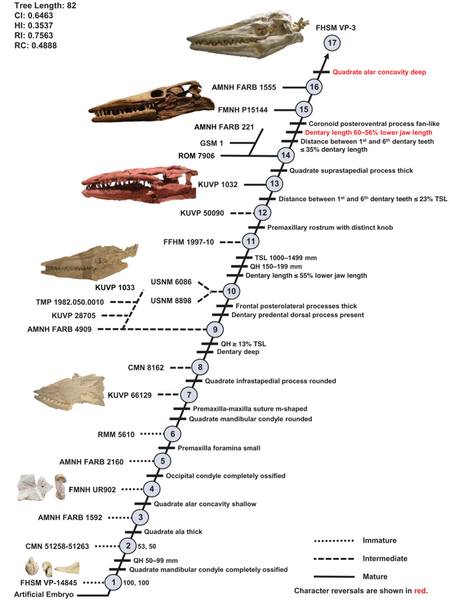 File:Tylosaurus proriger ontogram.png