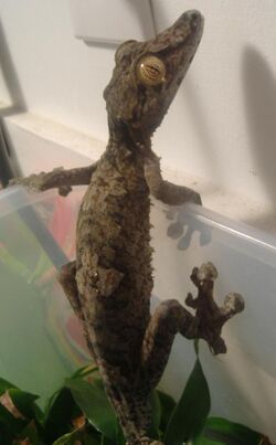 UroplatusFimbriatus.JPG